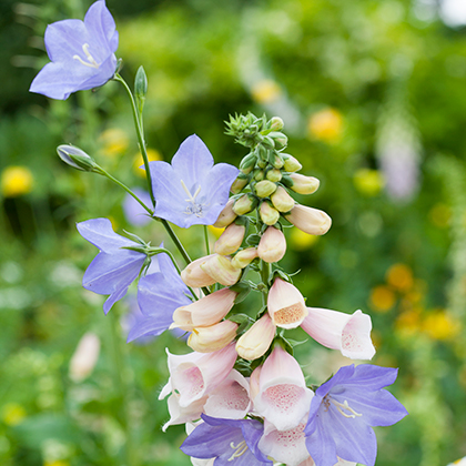 Digitalis Lanata, of wollig vingerhoedskruid